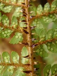 Polystichum vestitum. Narrowly ovate, bicolorous scales near the stipe/rachis junction.
 Image: L.R. Perrie © Te Papa CC BY-NC 3.0 NZ